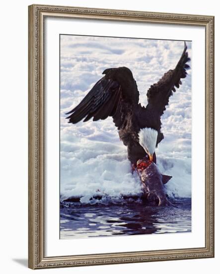 Bald Eagle Pulling a Salmon From the Chilkat River in Alaska, USA-Charles Sleicher-Framed Photographic Print