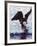 Bald Eagle Pulling a Salmon From the Chilkat River in Alaska, USA-Charles Sleicher-Framed Photographic Print