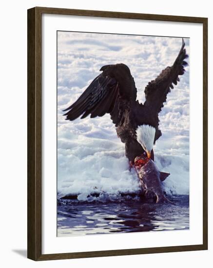 Bald Eagle Pulling a Salmon From the Chilkat River in Alaska, USA-Charles Sleicher-Framed Photographic Print