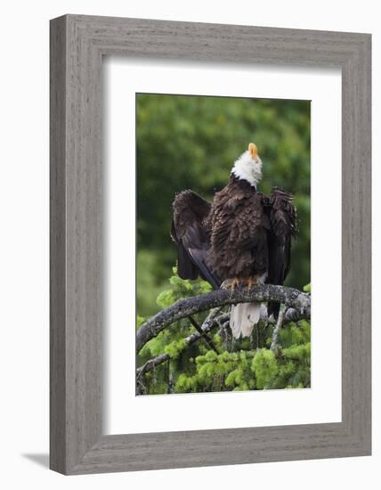 Bald Eagle, Rain Shower-Ken Archer-Framed Photographic Print