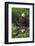 Bald Eagle, Rain Shower-Ken Archer-Framed Photographic Print