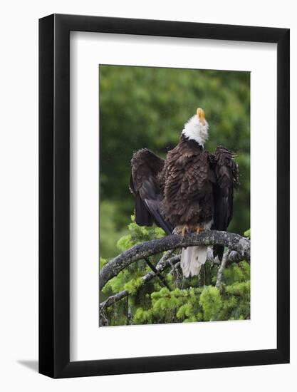 Bald Eagle, Rain Shower-Ken Archer-Framed Photographic Print