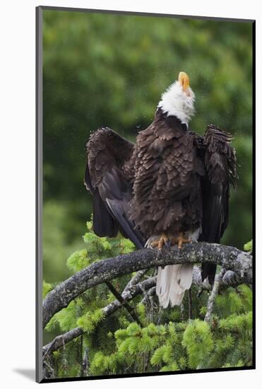 Bald Eagle, Rain Shower-Ken Archer-Mounted Photographic Print