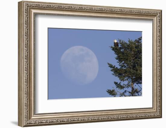 Bald Eagle, Rising Full Moon-Ken Archer-Framed Photographic Print