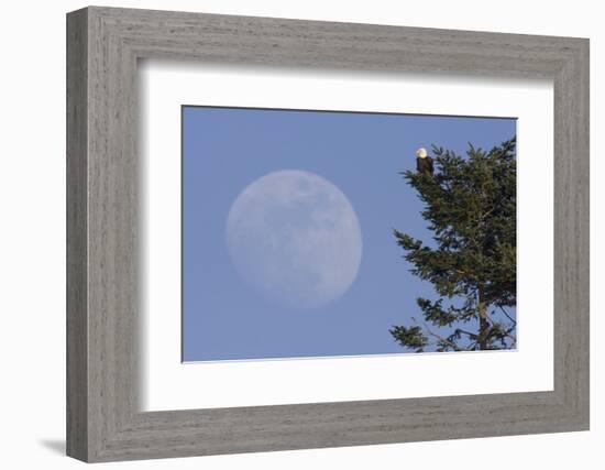 Bald Eagle, Rising Full Moon-Ken Archer-Framed Photographic Print