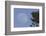 Bald Eagle, Rising Full Moon-Ken Archer-Framed Photographic Print