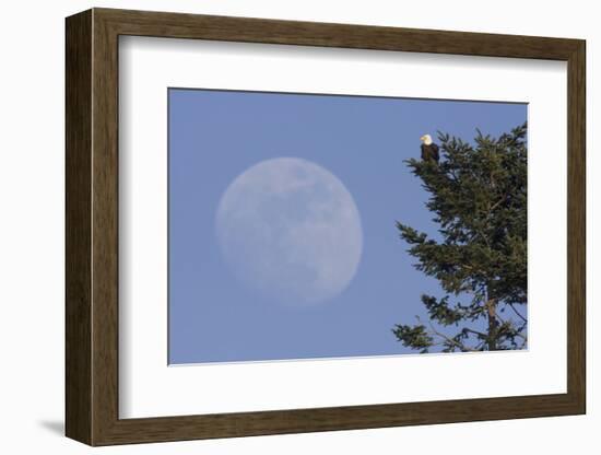 Bald Eagle, Rising Full Moon-Ken Archer-Framed Photographic Print