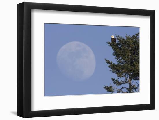 Bald Eagle, Rising Full Moon-Ken Archer-Framed Photographic Print