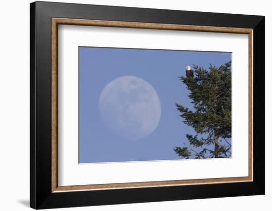 Bald Eagle, Rising Full Moon-Ken Archer-Framed Photographic Print