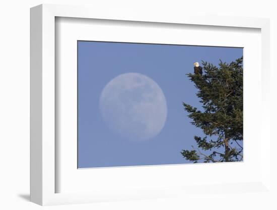 Bald Eagle, Rising Full Moon-Ken Archer-Framed Photographic Print