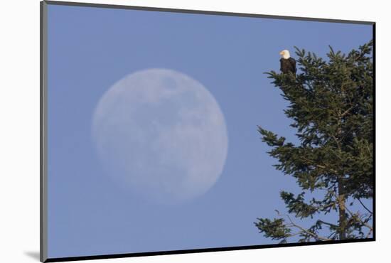 Bald Eagle, Rising Full Moon-Ken Archer-Mounted Photographic Print