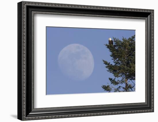 Bald Eagle, Rising Full Moon-Ken Archer-Framed Photographic Print