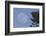 Bald Eagle, Rising Full Moon-Ken Archer-Framed Photographic Print