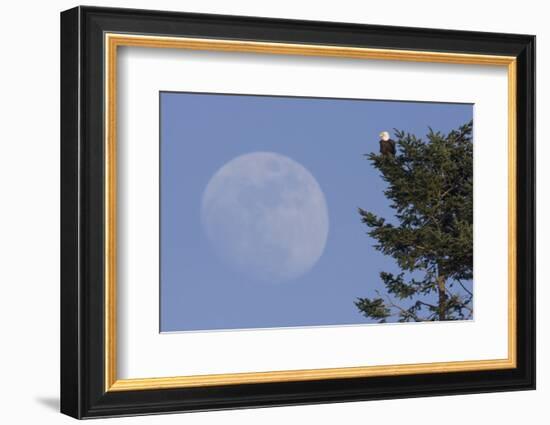 Bald Eagle, Rising Full Moon-Ken Archer-Framed Photographic Print