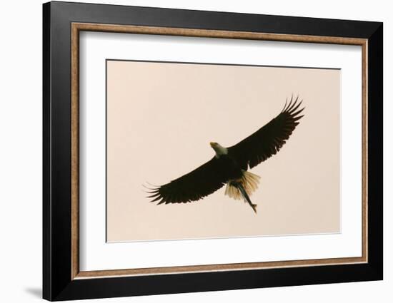 Bald Eagle Salmon Meal-Charles Glover-Framed Giclee Print