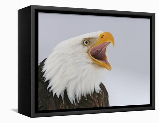 Bald Eagle Screaming, Homer, Alaska, USA-Arthur Morris-Framed Premier Image Canvas