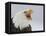 Bald Eagle Screaming, Homer, Alaska, USA-Arthur Morris-Framed Premier Image Canvas