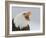 Bald Eagle Screaming, Homer, Alaska, USA-Arthur Morris-Framed Photographic Print