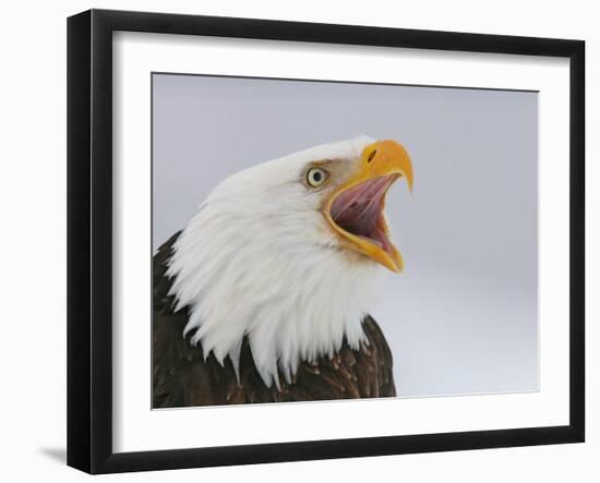 Bald Eagle Screaming, Homer, Alaska, USA-Arthur Morris-Framed Photographic Print