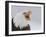 Bald Eagle Screaming, Homer, Alaska, USA-Arthur Morris-Framed Photographic Print