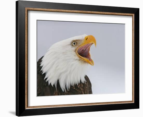 Bald Eagle Screaming, Homer, Alaska, USA-Arthur Morris-Framed Photographic Print