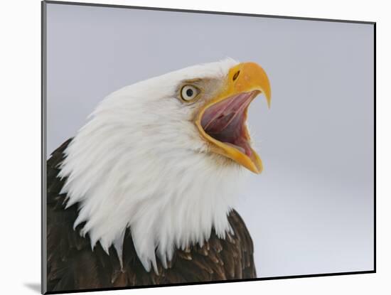 Bald Eagle Screaming, Homer, Alaska, USA-Arthur Morris-Mounted Photographic Print