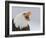 Bald Eagle Screaming, Homer, Alaska, USA-Arthur Morris-Framed Photographic Print