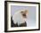 Bald Eagle Screaming, Homer, Alaska, USA-Arthur Morris-Framed Photographic Print