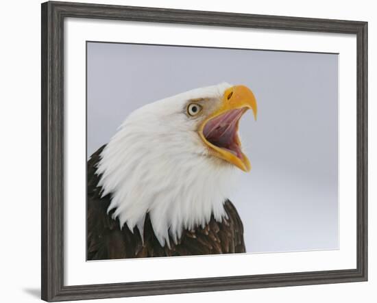 Bald Eagle Screaming, Homer, Alaska, USA-Arthur Morris-Framed Photographic Print