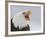 Bald Eagle Screaming, Homer, Alaska, USA-Arthur Morris-Framed Photographic Print