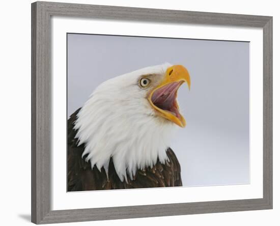 Bald Eagle Screaming, Homer, Alaska, USA-Arthur Morris-Framed Photographic Print