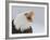 Bald Eagle Screaming, Homer, Alaska, USA-Arthur Morris-Framed Photographic Print