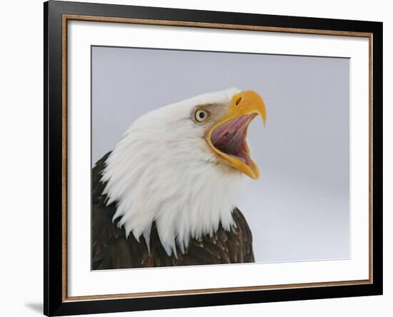 Bald Eagle Screaming, Homer, Alaska, USA-Arthur Morris-Framed Photographic Print