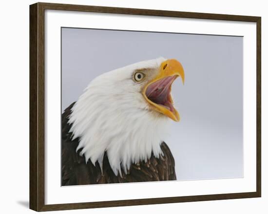 Bald Eagle Screaming, Homer, Alaska, USA-Arthur Morris-Framed Photographic Print
