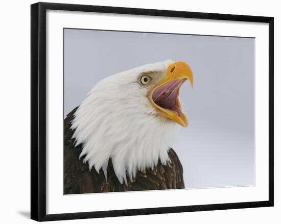 Bald Eagle Screaming, Homer, Alaska, USA-Arthur Morris-Framed Photographic Print