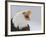 Bald Eagle Screaming, Homer, Alaska, USA-Arthur Morris-Framed Photographic Print