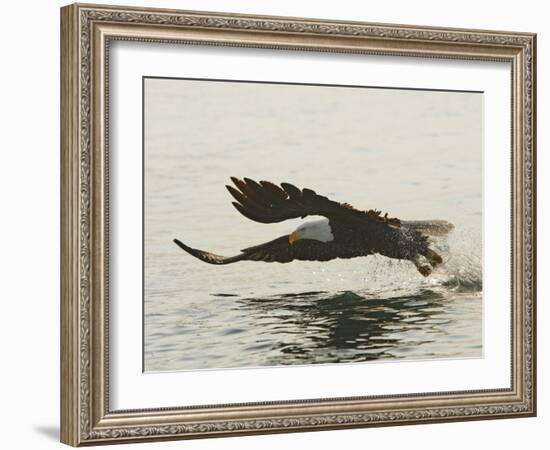 Bald Eagle Seeking to Catch a Fish, Homer, Alaska, USA-Arthur Morris-Framed Photographic Print