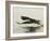 Bald Eagle Seeking to Catch a Fish, Homer, Alaska, USA-Arthur Morris-Framed Photographic Print