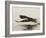 Bald Eagle Seeking to Catch a Fish, Homer, Alaska, USA-Arthur Morris-Framed Photographic Print