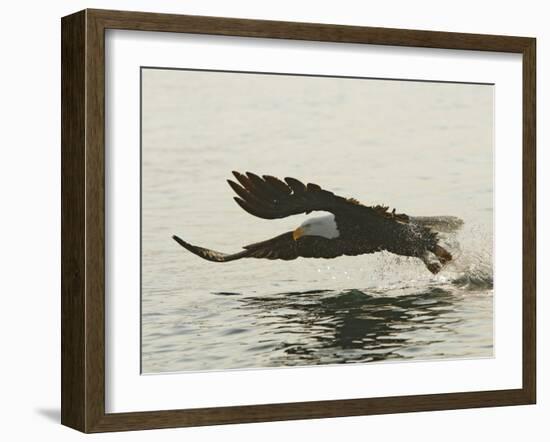 Bald Eagle Seeking to Catch a Fish, Homer, Alaska, USA-Arthur Morris-Framed Photographic Print