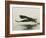 Bald Eagle Seeking to Catch a Fish, Homer, Alaska, USA-Arthur Morris-Framed Photographic Print