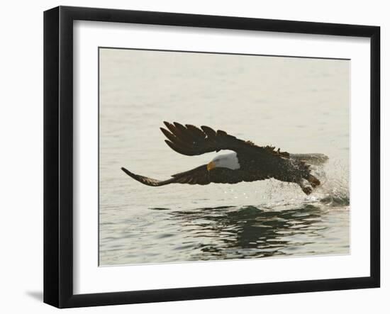 Bald Eagle Seeking to Catch a Fish, Homer, Alaska, USA-Arthur Morris-Framed Photographic Print