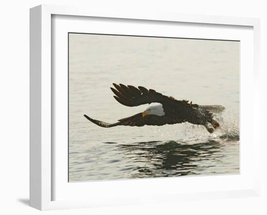 Bald Eagle Seeking to Catch a Fish, Homer, Alaska, USA-Arthur Morris-Framed Photographic Print