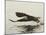 Bald Eagle Seeking to Catch a Fish, Homer, Alaska, USA-Arthur Morris-Mounted Photographic Print