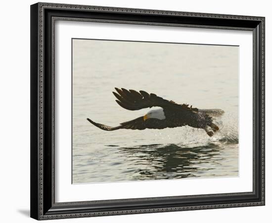 Bald Eagle Seeking to Catch a Fish, Homer, Alaska, USA-Arthur Morris-Framed Photographic Print