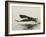 Bald Eagle Seeking to Catch a Fish, Homer, Alaska, USA-Arthur Morris-Framed Photographic Print