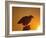 Bald Eagle Silhouette at Sunset, Kachemak Bay, Alaska, USA-Steve Kazlowski-Framed Photographic Print