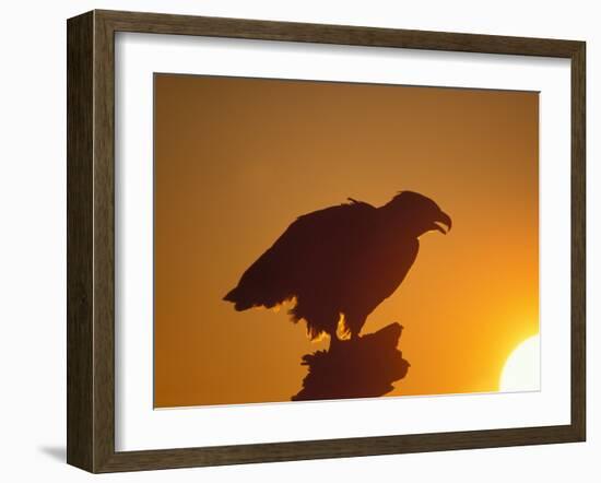 Bald Eagle Silhouette at Sunset, Kachemak Bay, Alaska, USA-Steve Kazlowski-Framed Photographic Print