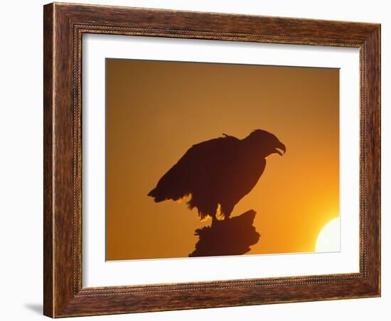 Bald Eagle Silhouette at Sunset, Kachemak Bay, Alaska, USA-Steve Kazlowski-Framed Photographic Print