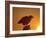 Bald Eagle Silhouette at Sunset, Kachemak Bay, Alaska, USA-Steve Kazlowski-Framed Photographic Print